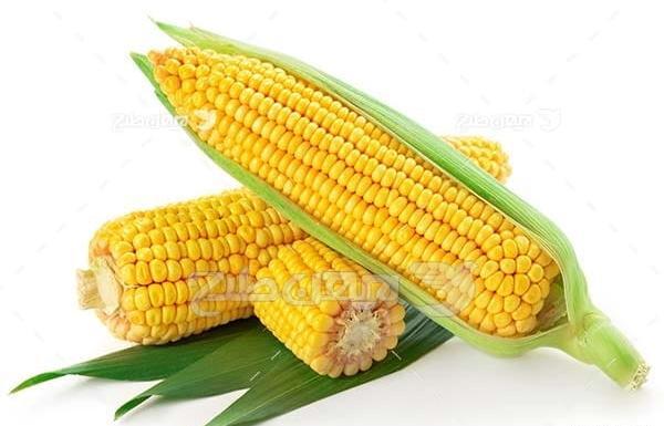 عکس ذرت