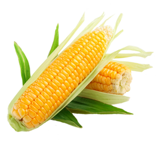 عکس ذرت