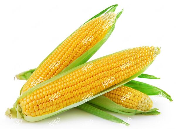 عکس ذرت