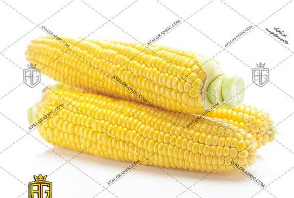 عکس ذرت