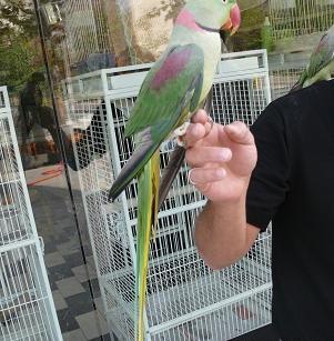 عکس طوطی نر