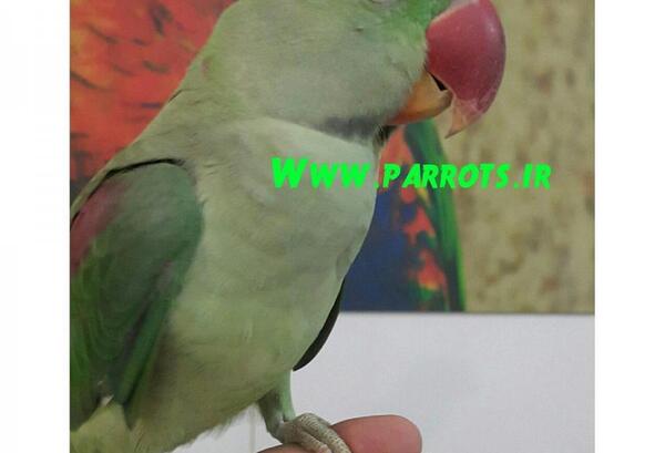 عکس طوطی نر