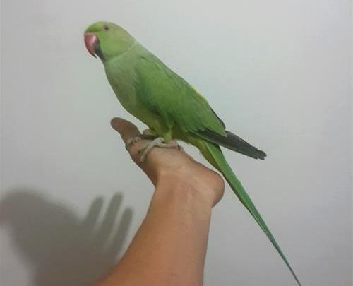 عکس طوطی نر