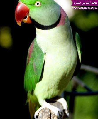 عکس طوطی نر