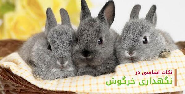 عکس خرگوش بزرگ