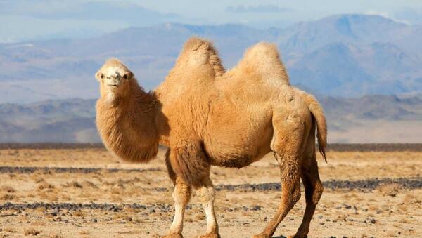 عکس شتر مناطق سردسیر