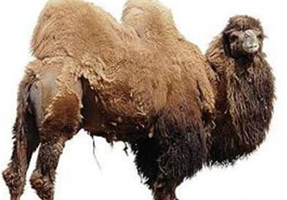 عکس شتر مناطق سردسیر