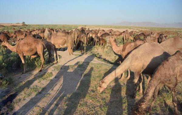 عکس شتر مناطق سردسیر