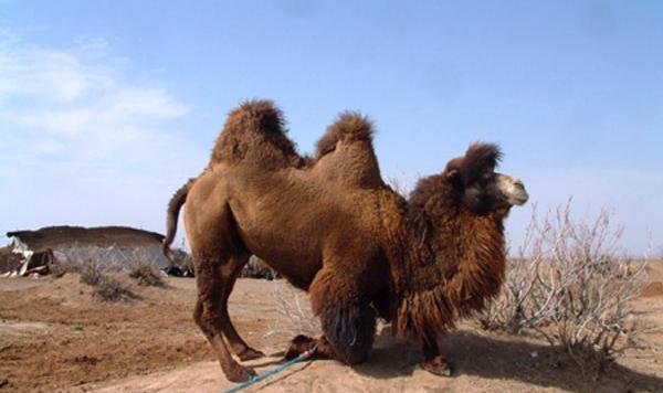 عکس شتر مناطق سردسیر