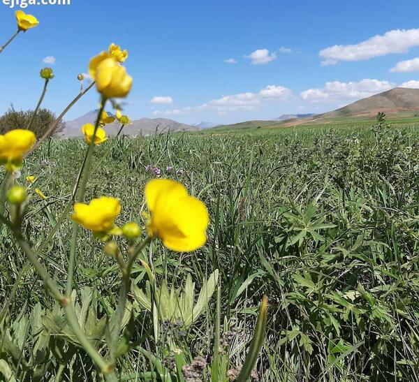 عکس طبیعت عادی
