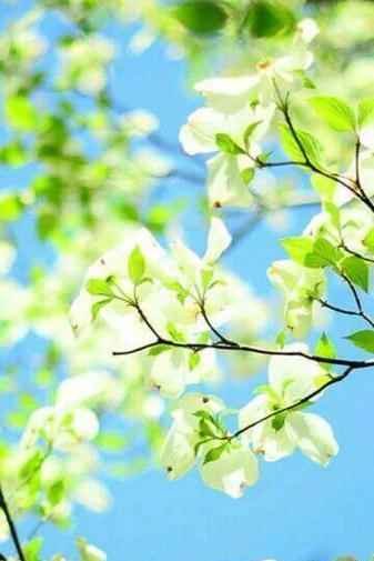 عکس طبیعت عادی
