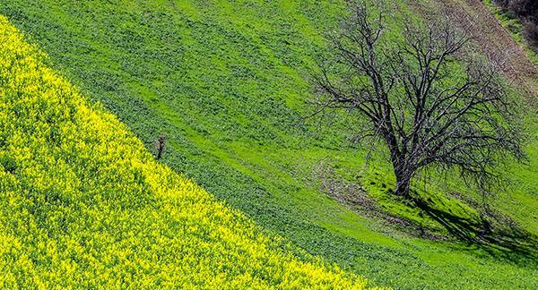 عکس طبیعت عادی