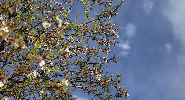 عکس طبیعت عادی