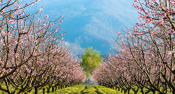 عکس طبیعت عادی