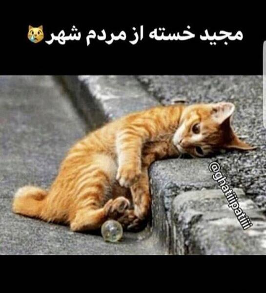 عکس نوشته گربه