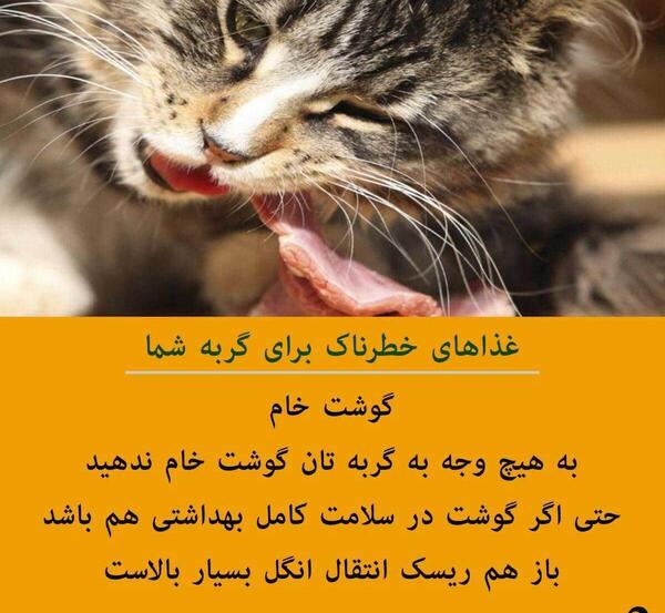 عکس نوشته گربه