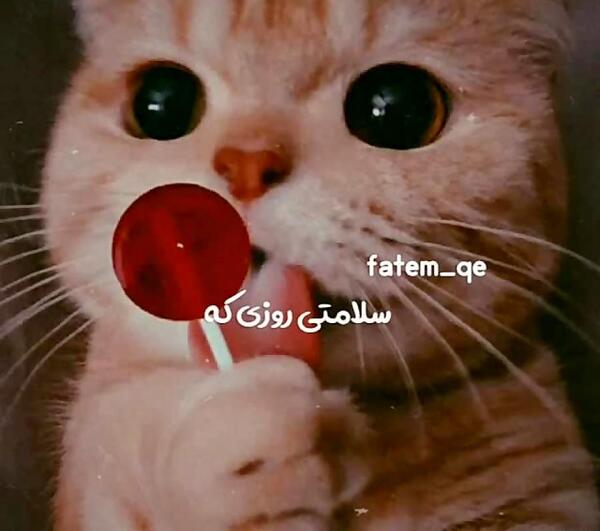 عکس نوشته گربه