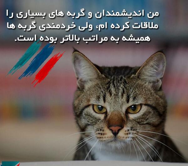 عکس نوشته گربه