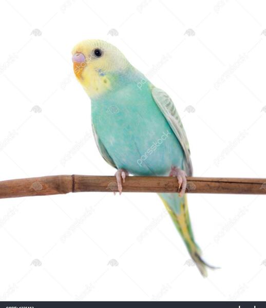 عکس طوطی کوچک دم دار