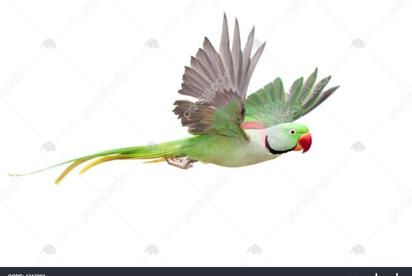 عکس طوطی کوچک دم دار