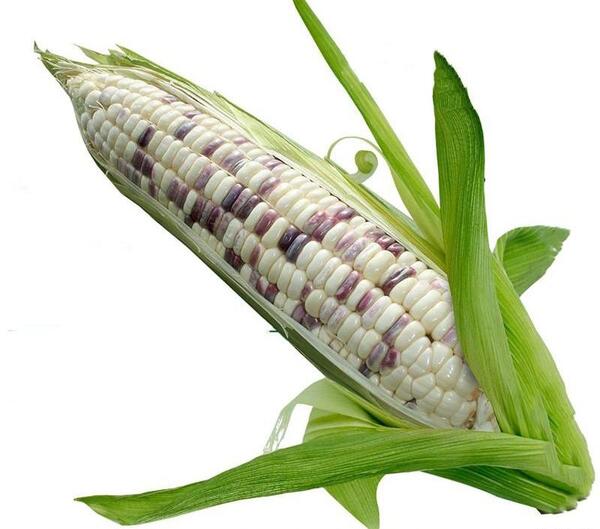 عکس درخت ذرت