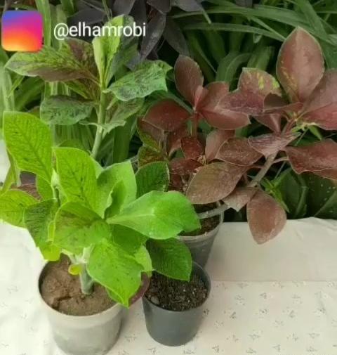 عکس گل فردوس
