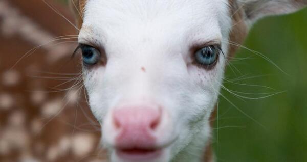 عکس چشمهای اهو