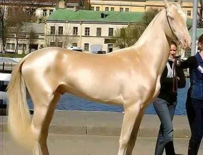عکس اسب اسپریت واقعی