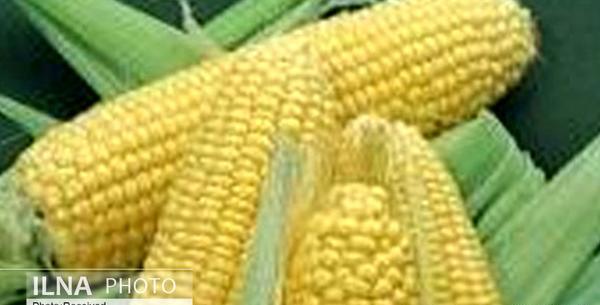 عکس ذرت ایرانی