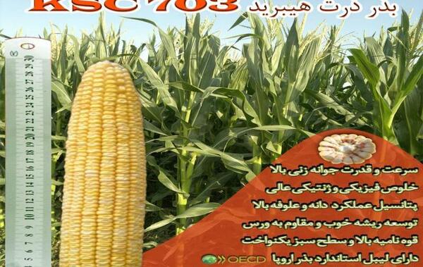 عکس ذرت ایرانی