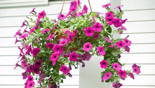 عکس گل اطلسی