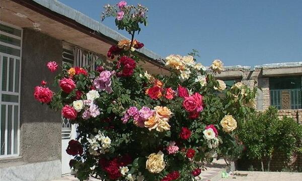 عکس گل واقعی
