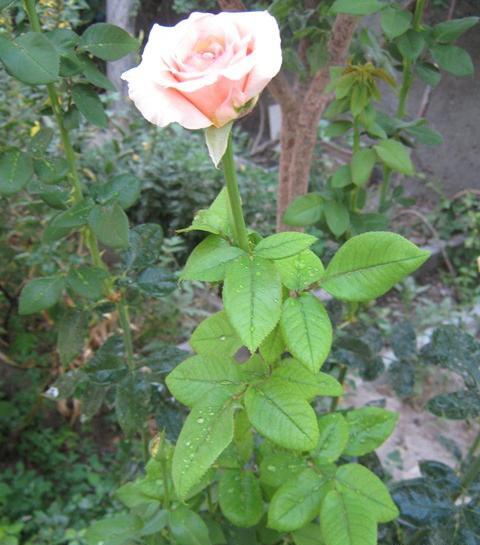 عکس گل واقعی