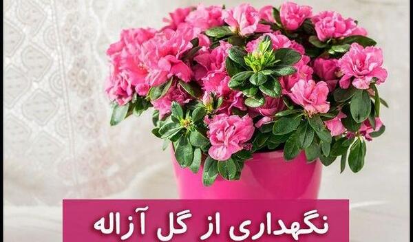 عکس گل ژینوس