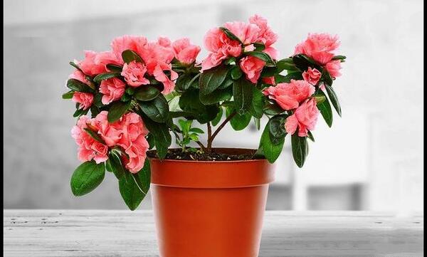 عکس گل ژینوس