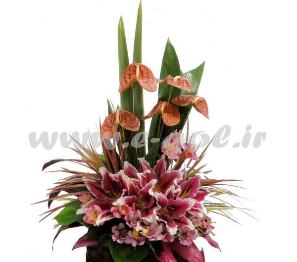 عکس گل ژینوس