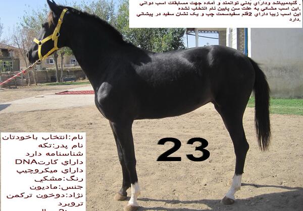عکس اسب یک ساله