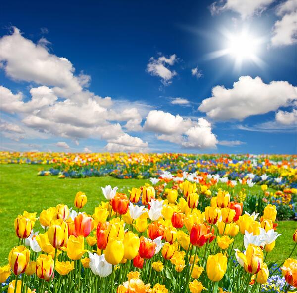عکس گل و طبیعت