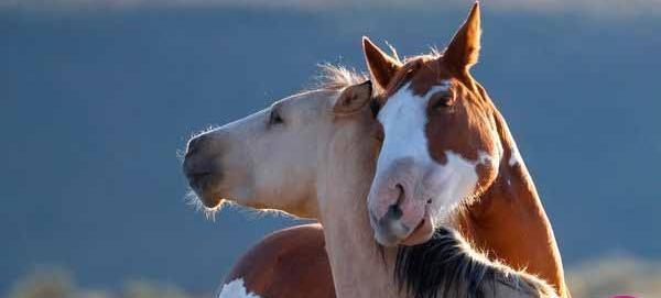 عکس های عاشقانه حیوانات