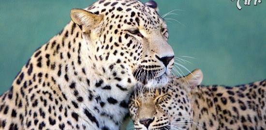 عکس های عاشقانه حیوانات