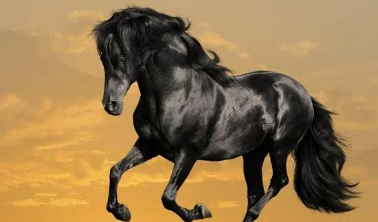 عکس اسب زیبا برا پروفایل
