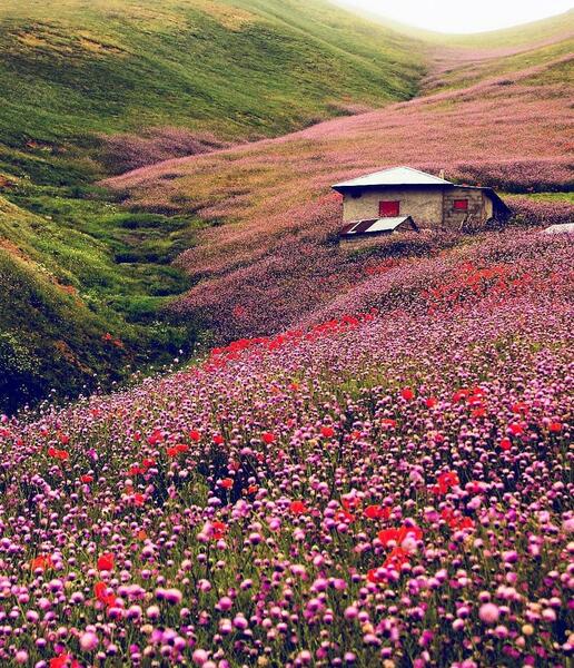 عکس بهاری ایران