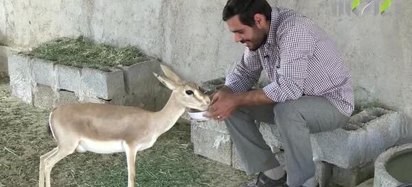 عکس آهو وحشی