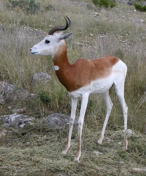 عکس آهو وحشی