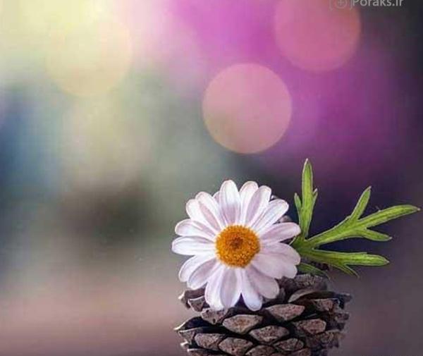 عکس پروفایل فانتزی گل