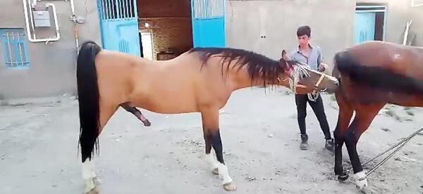 عکس اسب شکار شریف