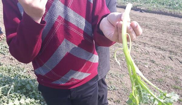 عکس ریشه جو