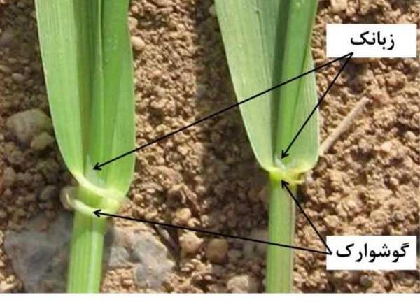 عکس ریشه جو