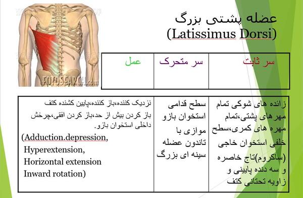دانلود عکس آناتومی بدن انسان pdf