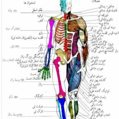 دانلود عکس آناتومی بدن انسان pdf